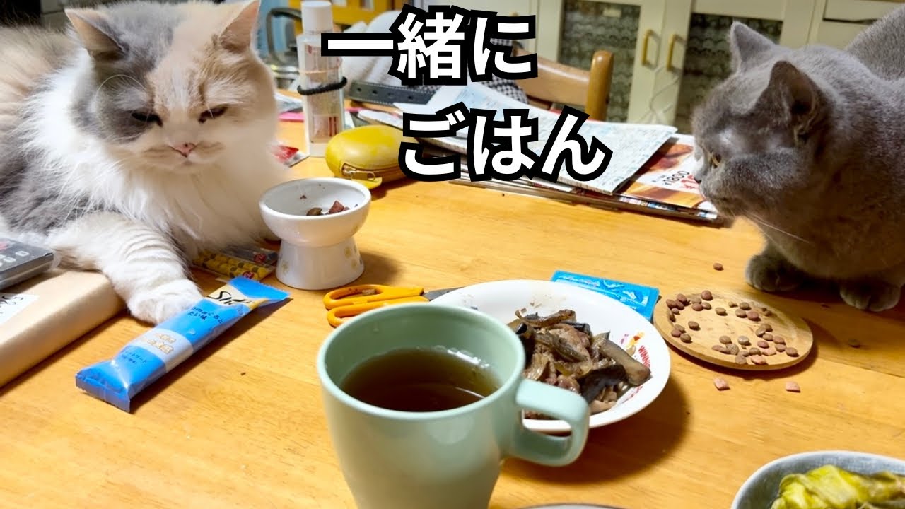 飼主と一緒にご飯を食べる猫達