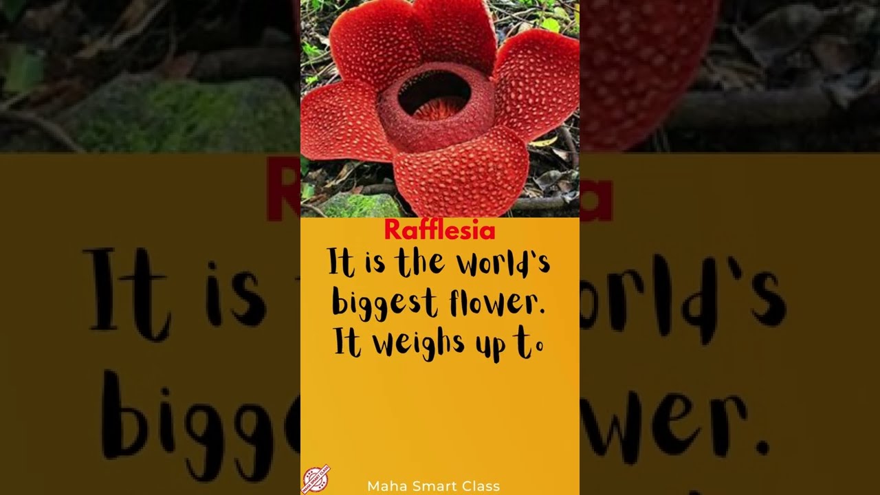Amazing plants | Mother Nature