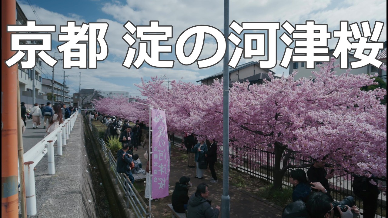 【京都】kyoto walk  2026/03/8 京都 淀の河津桜 Cherry Blossoms