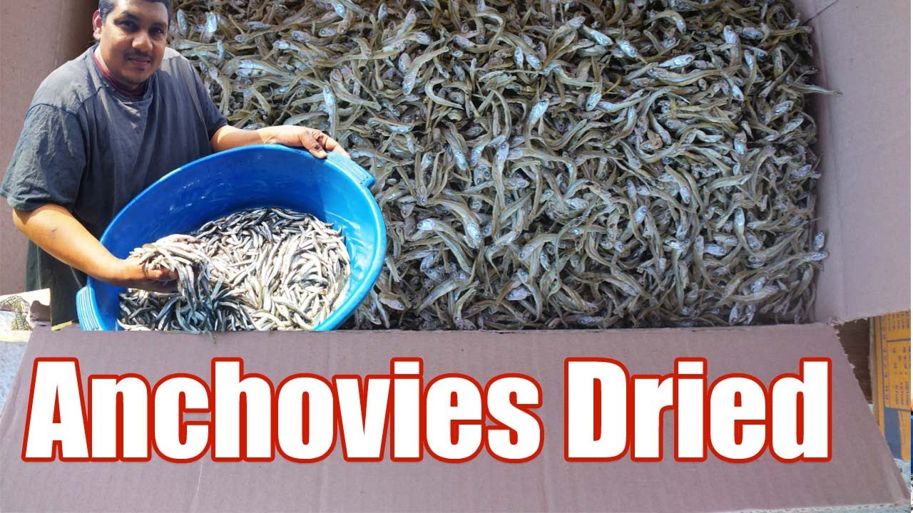 Homemade Dry Anchovy  വീട്ടിൽത്തന്നെ മണം ഇല്ലാതെ ഉണക്കമീൻ ഉണ്ടാകാം How to make dry anchovy