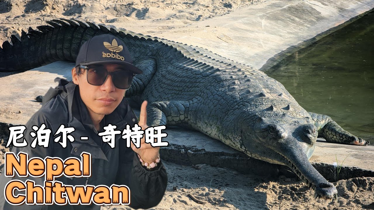 [尼泊尔7]奇特旺“最野”的地方，巴士车颠到吐，吉普車Safari，獨木舟，大象繁育中心，在奇特旺除了人类，独角犀 大象 孔雀也是这里的“主人”！
