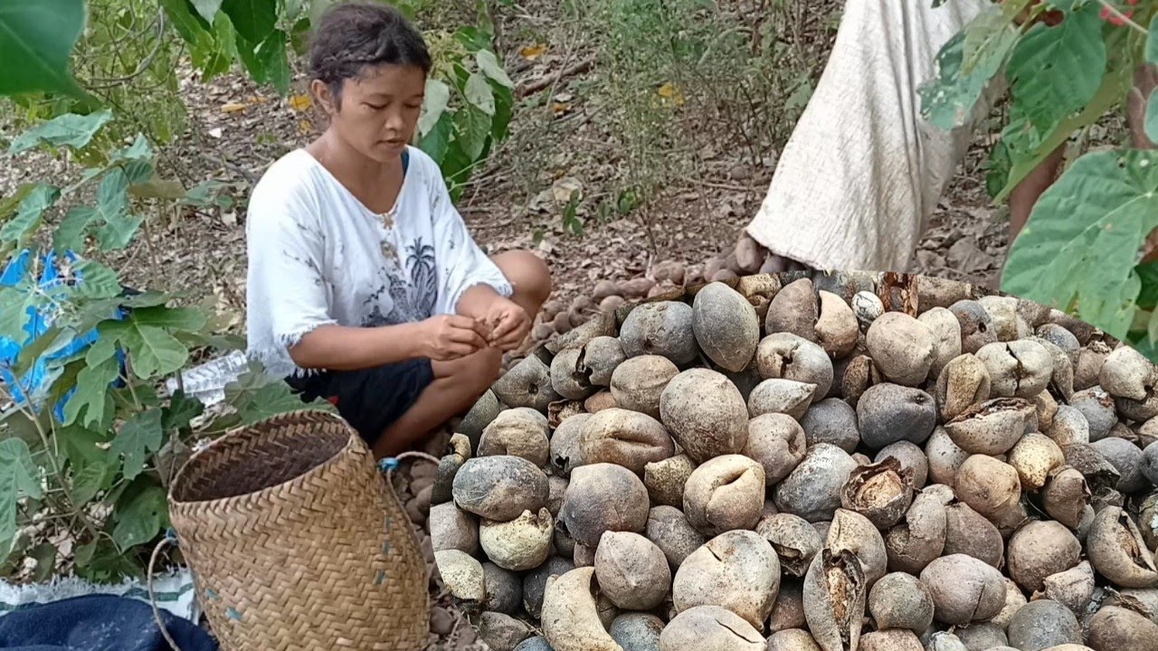 Kehidupan Di Desa Episode 21Proses Panen Buah Kemiri. villagelife, jungletrip, candlenut,