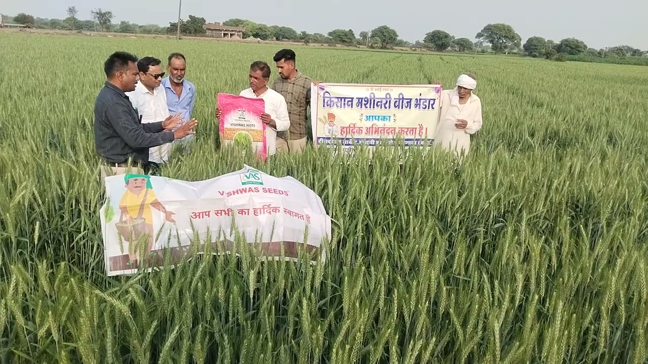 गेंहू मोती रिसर्च,श्री महेश पटेल,ग्राम टेमी डीलर:श्री अरविंद राठौर जी, विश्वास एग्री सीड्स गुजरात 