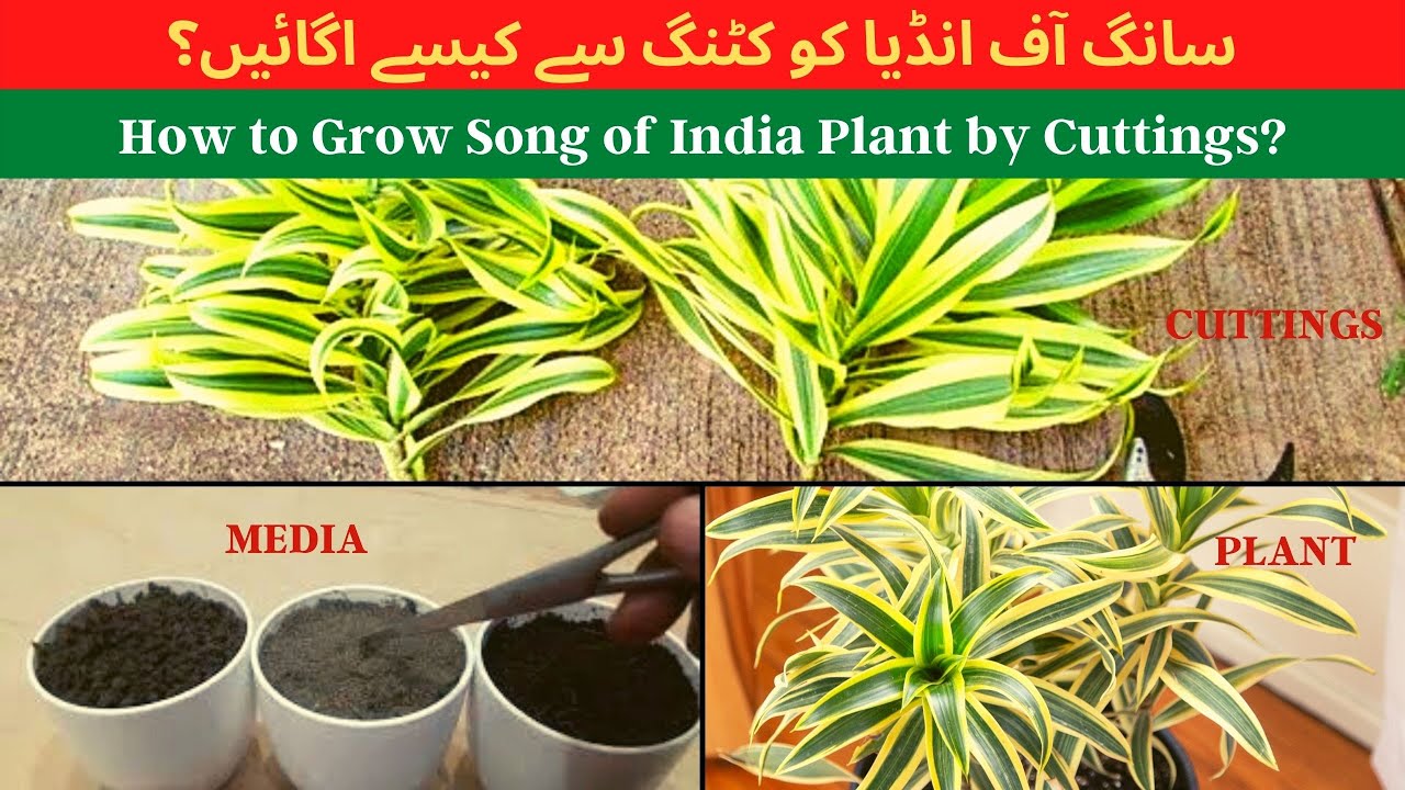 How to Grow Song of India Plant by Cuttings