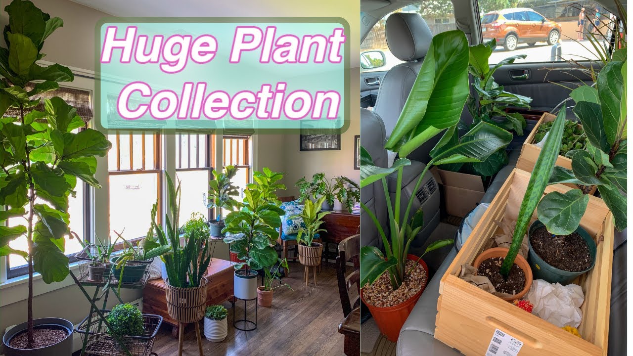 HUGE Plant Collection! *excessive*