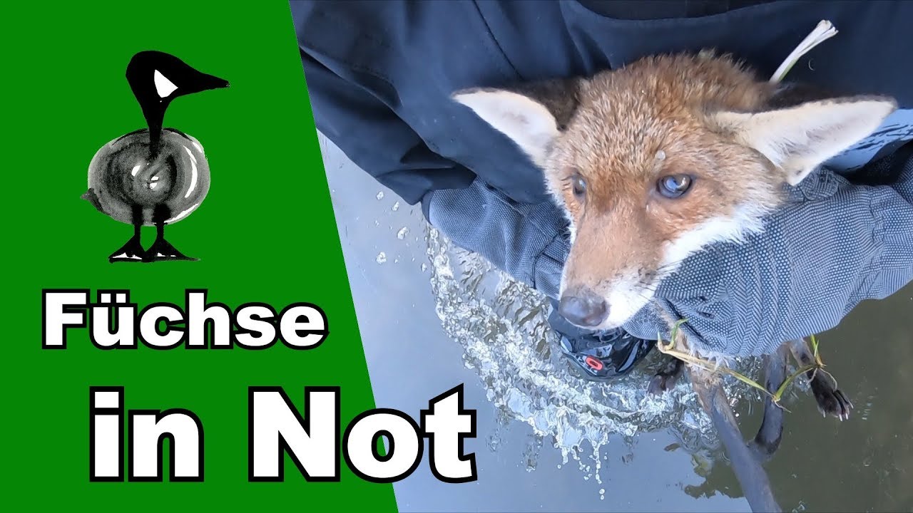 F&uuml;chse in Not - Tiernotruf #213