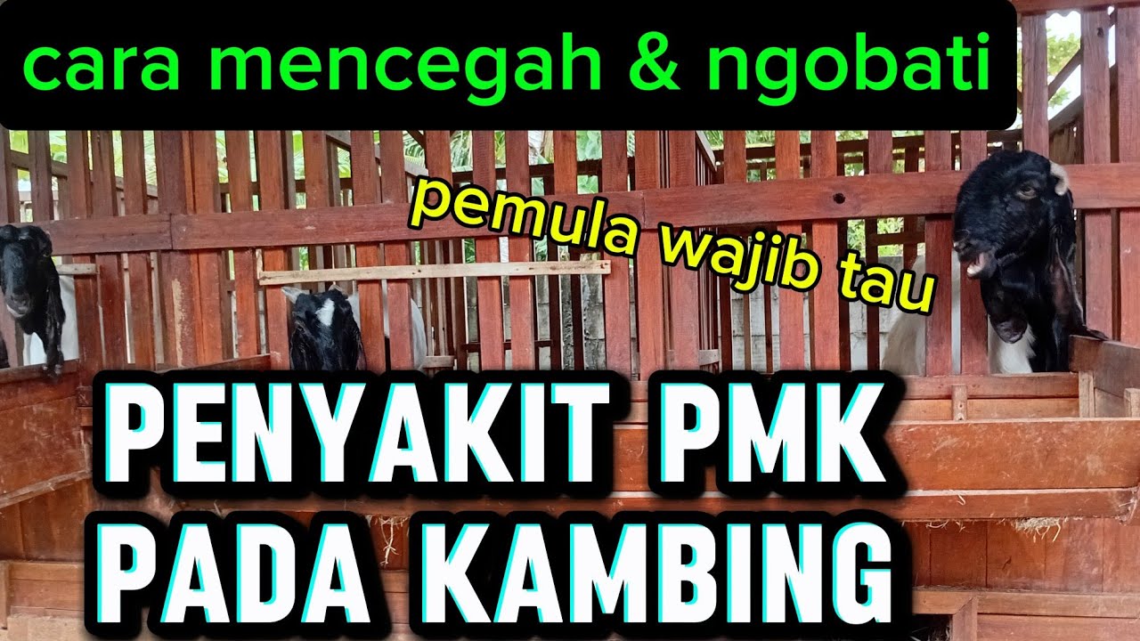 Cara ngobati penyakit PMK pada kambing#goatfarming#farm#etawa#jawarandu