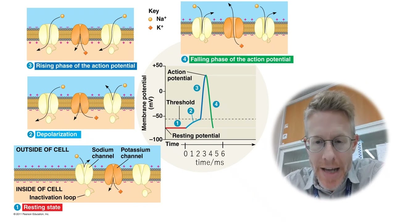 BohnsBioBasics 2 Neuron Function