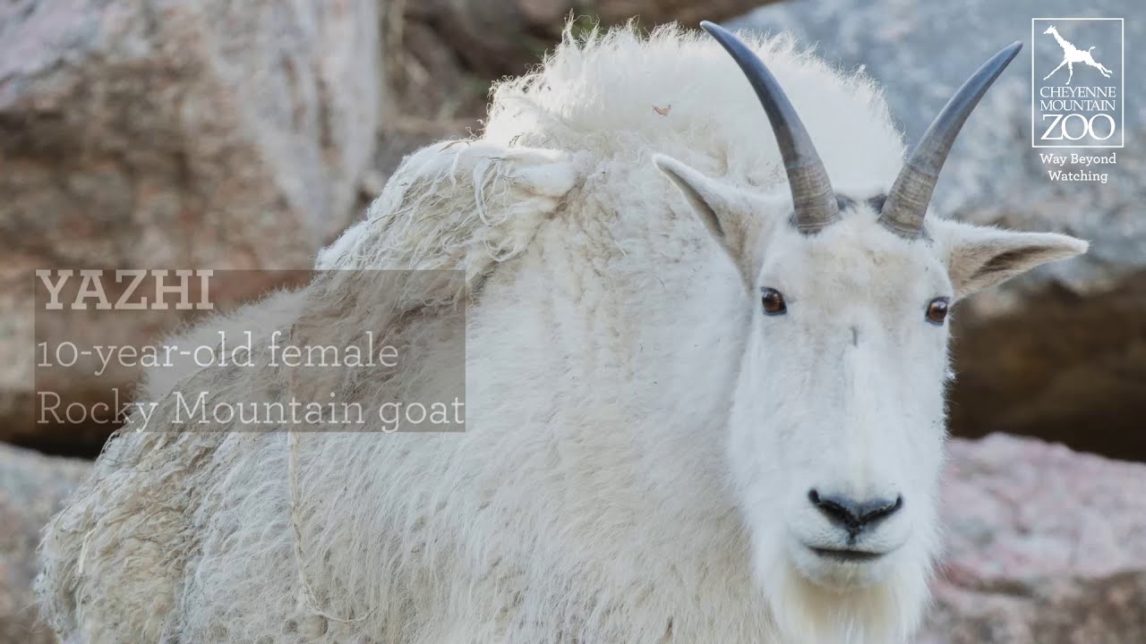 All About CMZoo's Rocky Mountain Goats
