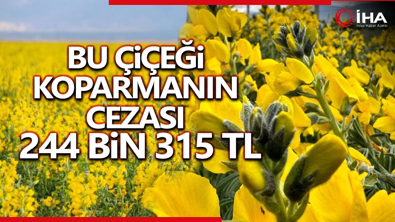 Dünyada Bir Tek Bu Bölgede Yetişen Çiçeği Koparmanın Cezası Dudak Uçuklatıyor