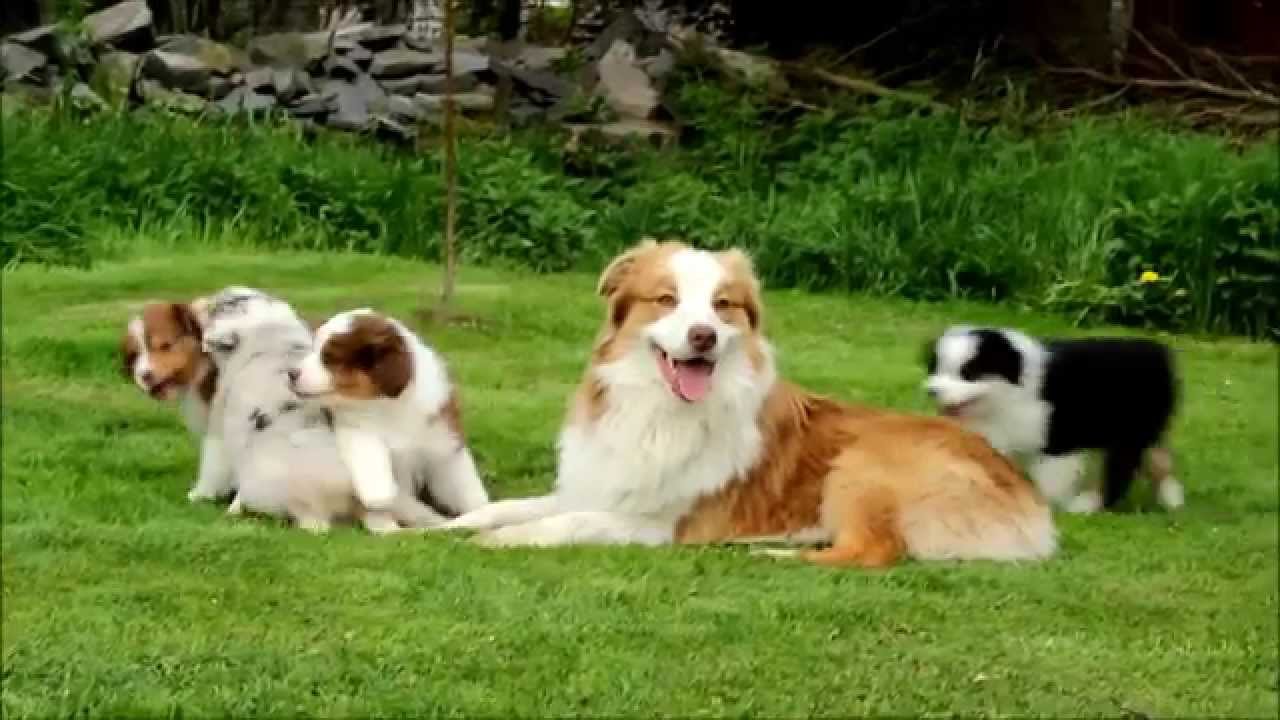Australian Shepherd - puppies 7 weeks
