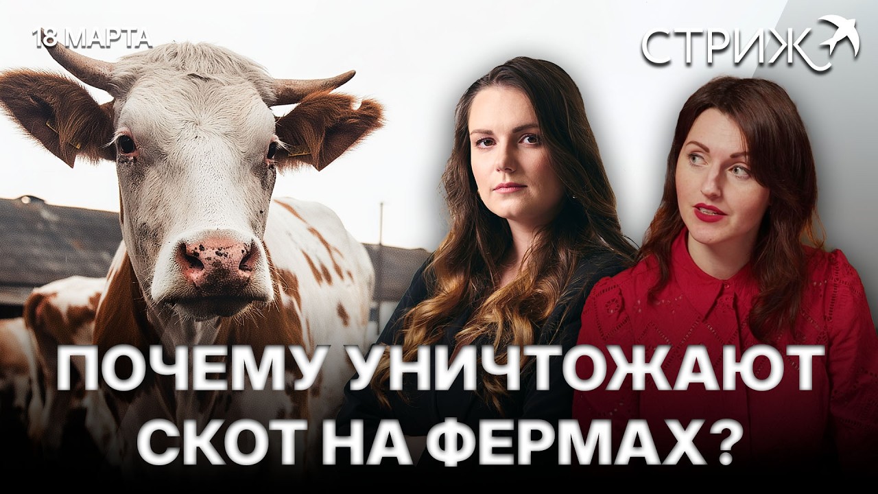 Клещи выходят на охоту | ChatGPT в режиме «для взрослых» | Панч нашёл свою половинку