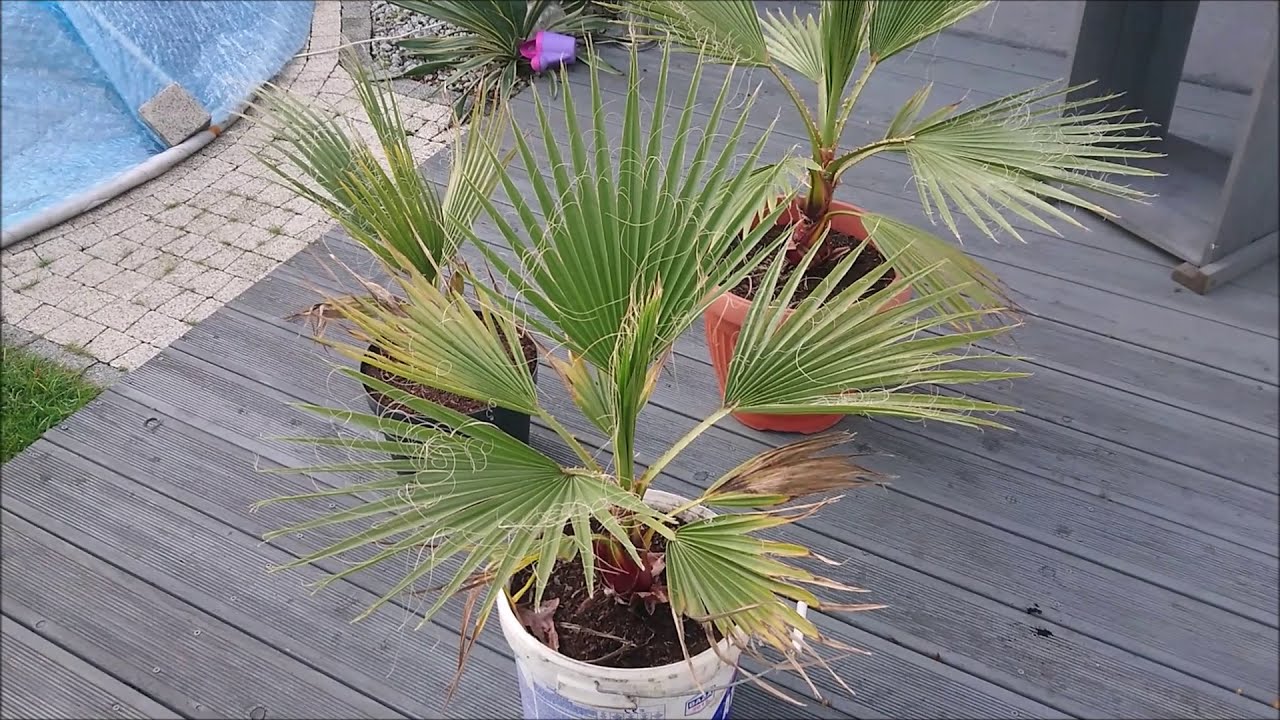 Palma washingtonia robusta i filifera, uszkodzenia mrozowe.