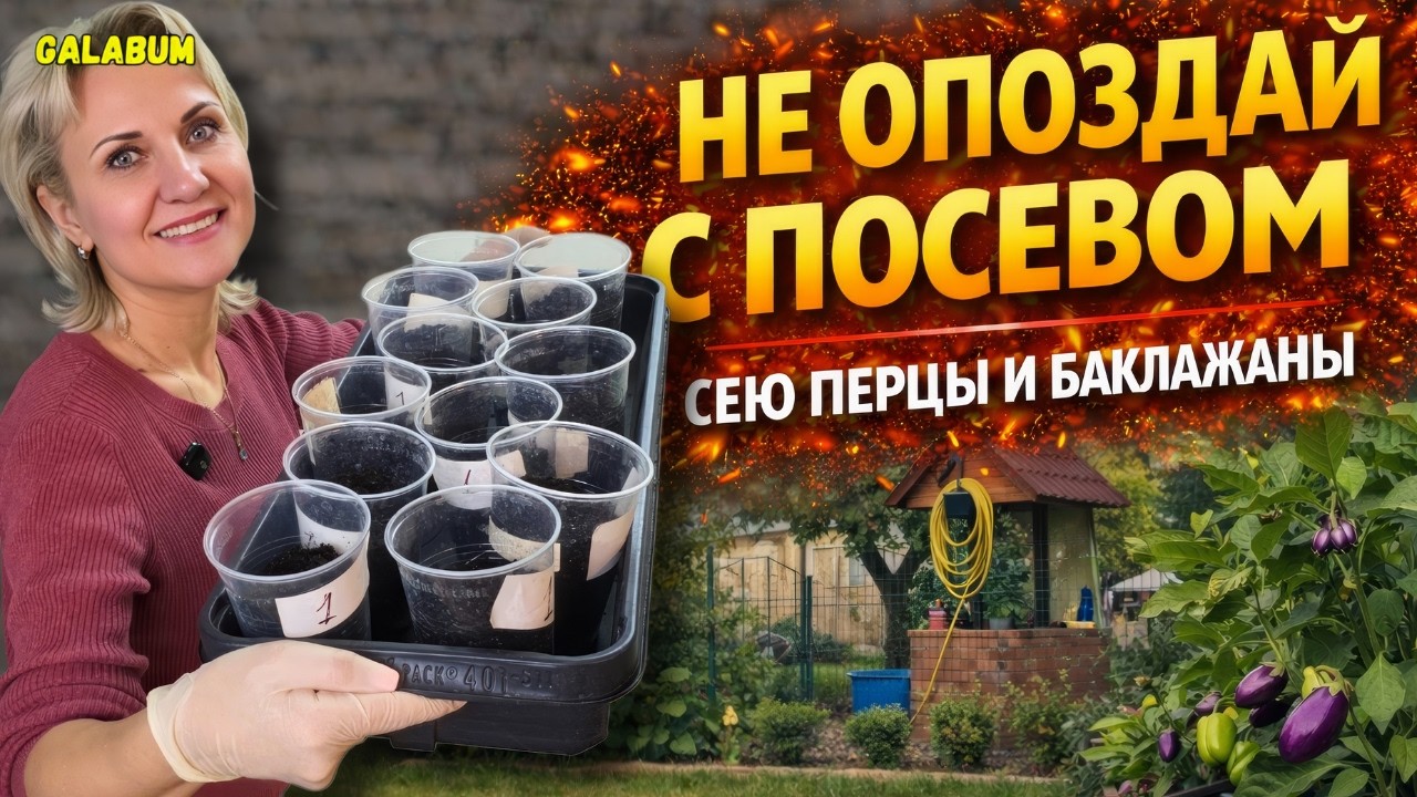 Когда сеять ПЕРЦЫ и БАКЛАЖАНЫ на рассаду в Германии 🌱 Пошагово. @galabum