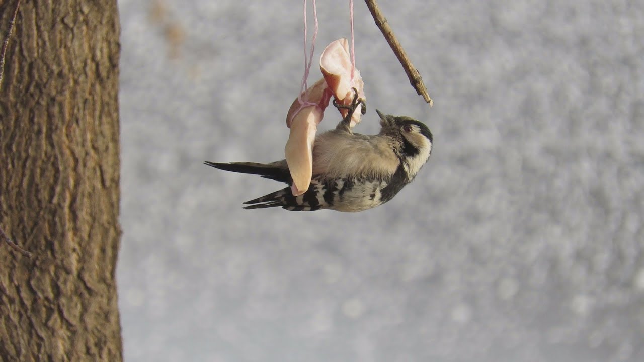 Canon PowerShot SX700 HS (Video Zoom Macro, Demo & Quality test) // 2014