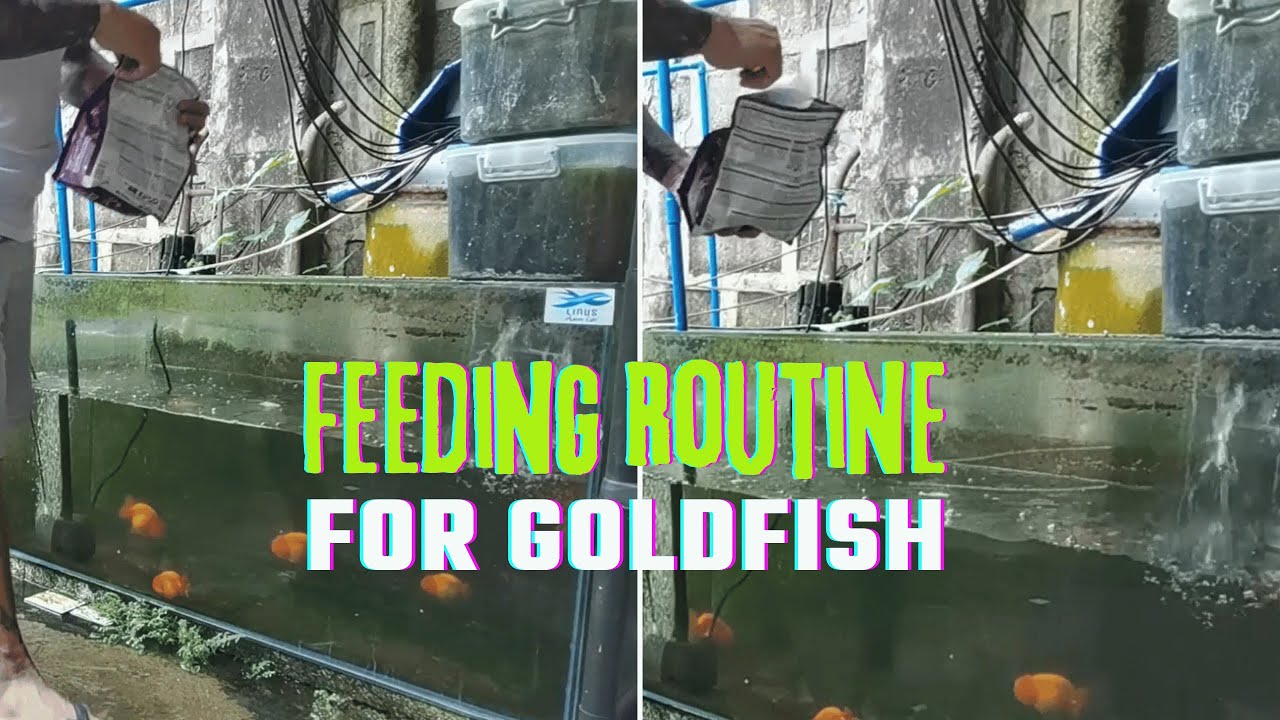 Feeding Routine for Goldfish