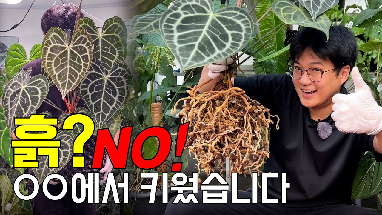 요즘 누가 안스리움 흙에 심음? ㅣ괴물 뿌리 만든 비결 공개합니다 ㅣ 클라리네비움 타란튤라 분갈이