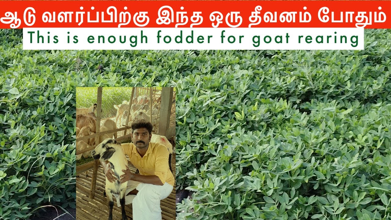 Peanut forage | Best dry fodder for goats | peanut forage enough for goats