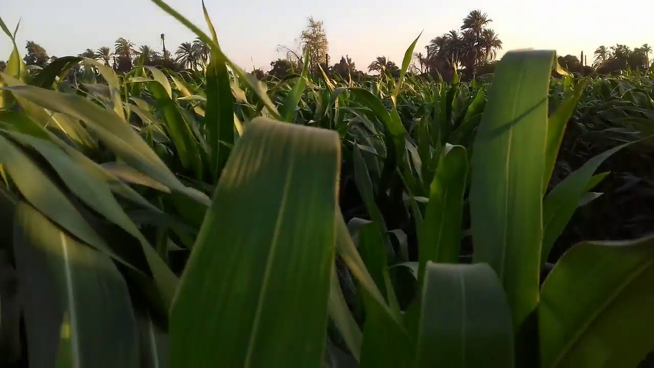شوفوا  زراعه الذره الجزء2 _معاملات ومعلومات مهمه Corn as if you see it for the first time