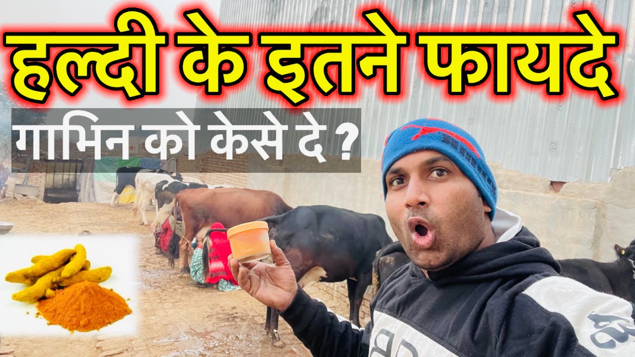 When and why to give turmeric to cows and buffaloes. How to use turmeric for cattle.