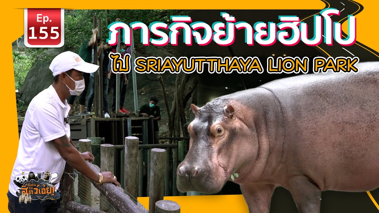Hippo ภารกิจย้ายฮิปโปจากสวนสัตว์เปิดเขาเขียวสู่ Sriayutthaya Lion Park - เพื่อนรักสัตว์เอ้ย EP.155
