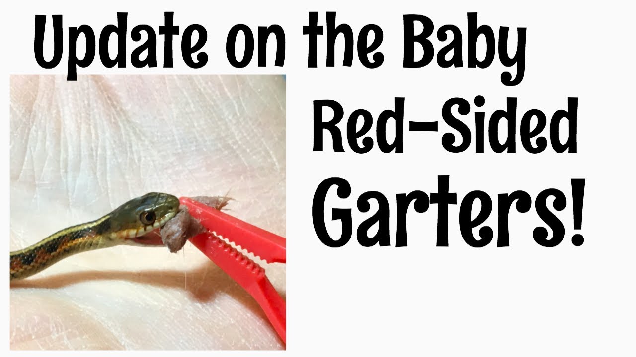 Garter Snake Update