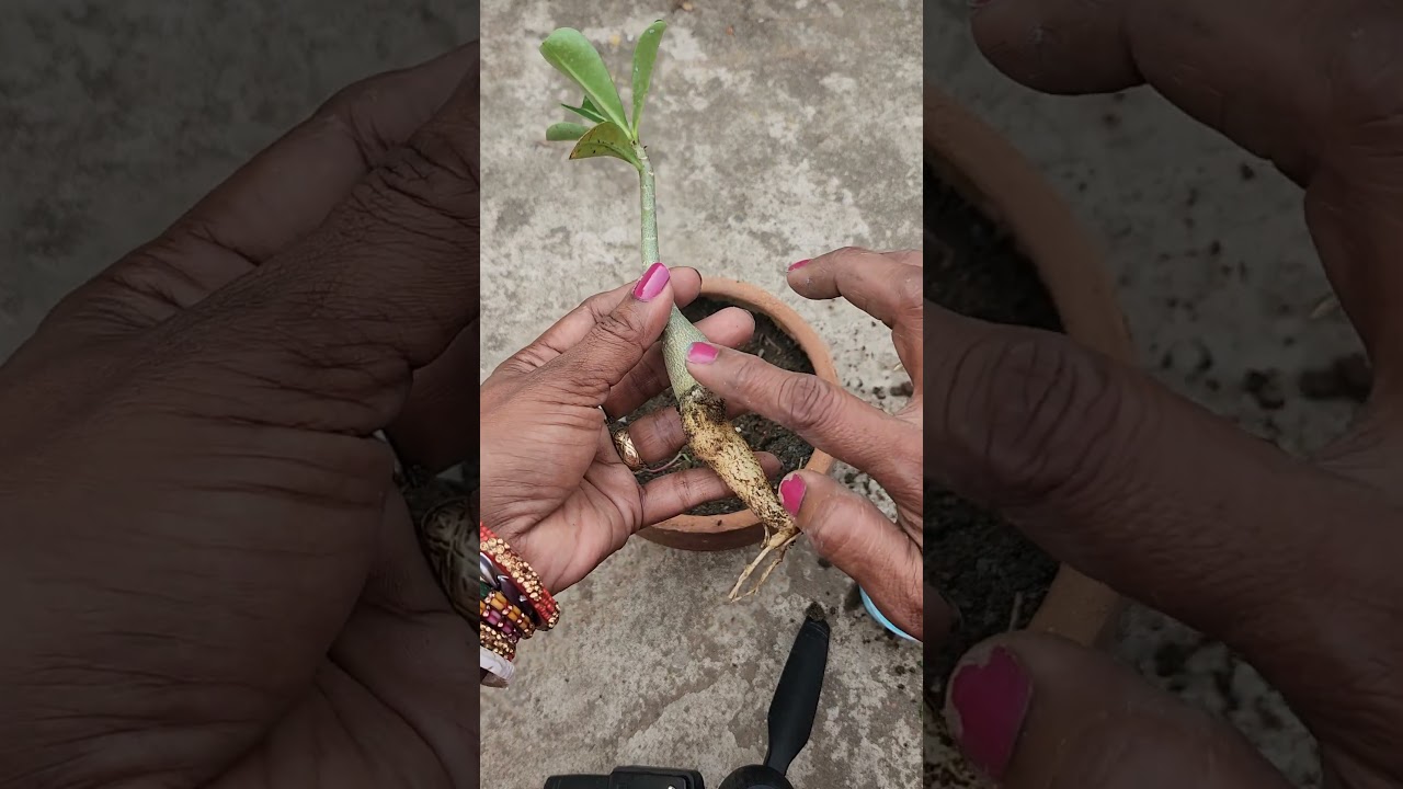 Adenium baby plant repoting #garden #adenium #plants #youtubeshorts #shorts
