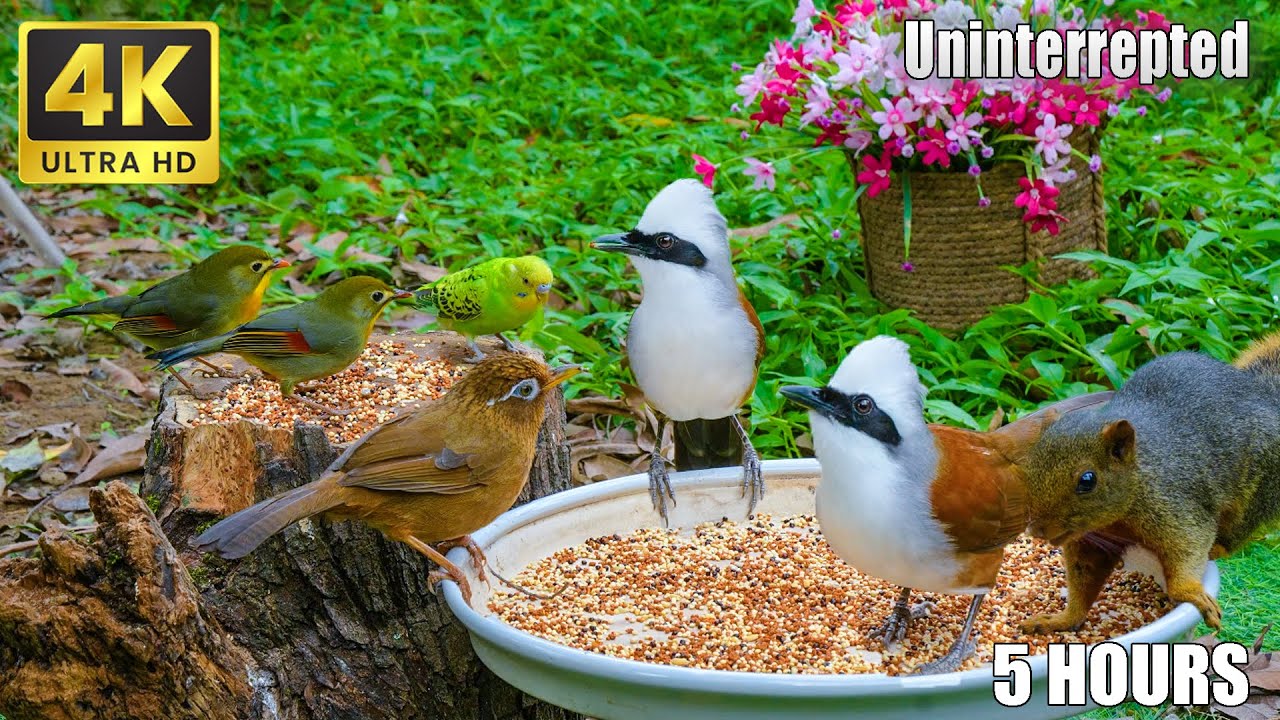 Cat TV NO ADS😽 Watch Adorable Squirrels & Birds in Stunning 4K HDR 🐿🐦 Relaxing Games for Cats
