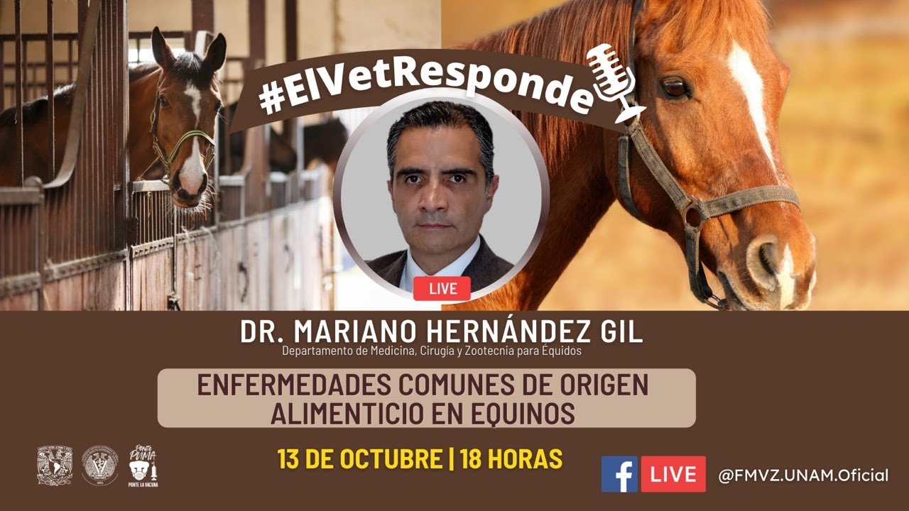 Capítulo 34 #ElVetResponde - Enfermedades comunes de origen alimenticio en equinos
