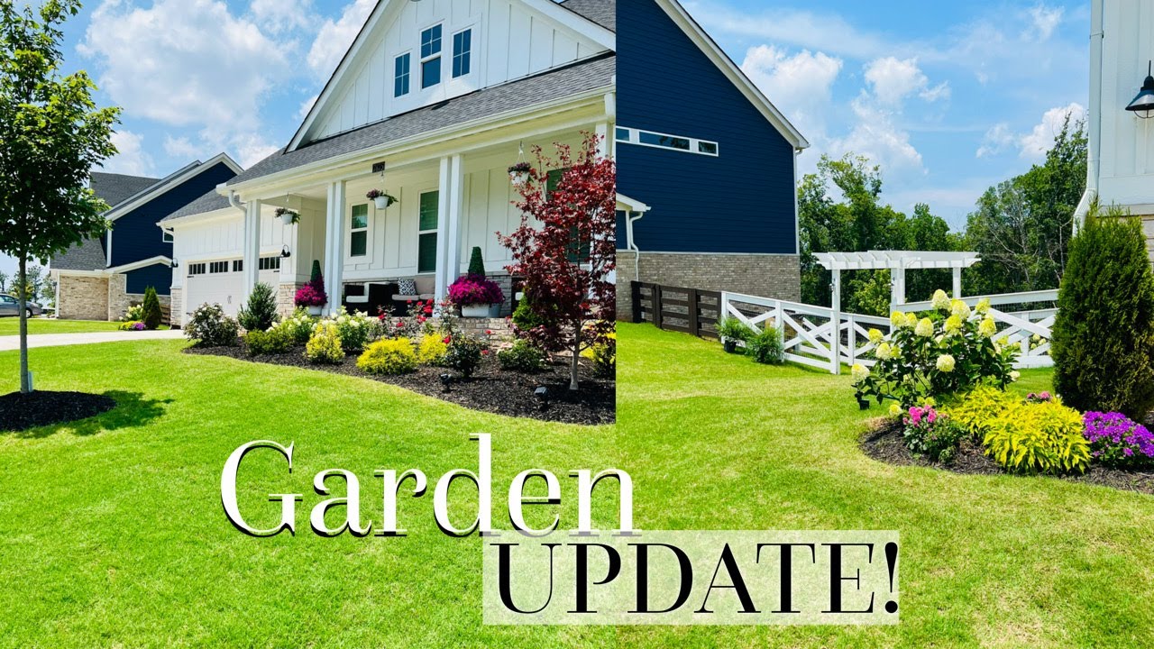 July Garden Update | Alliums, Quick Fire Fab Hydrangea & White Chiffon Rose of Sharon