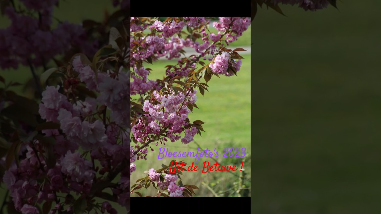 Bloesemfoto's #blossom #bloesem #lentenseason2023 #lente #spring #flowers