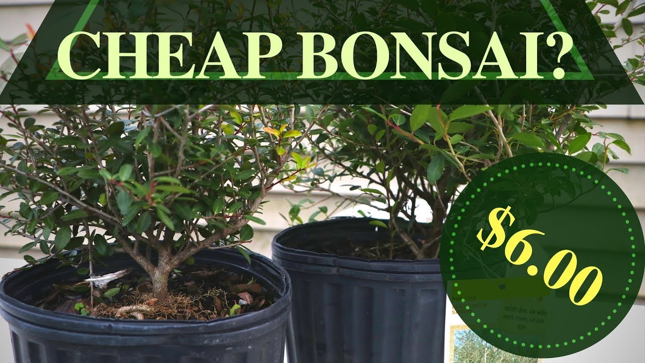 Nursery Stock to Bonsai  | Dwarf Holly Bonsai for $6.00