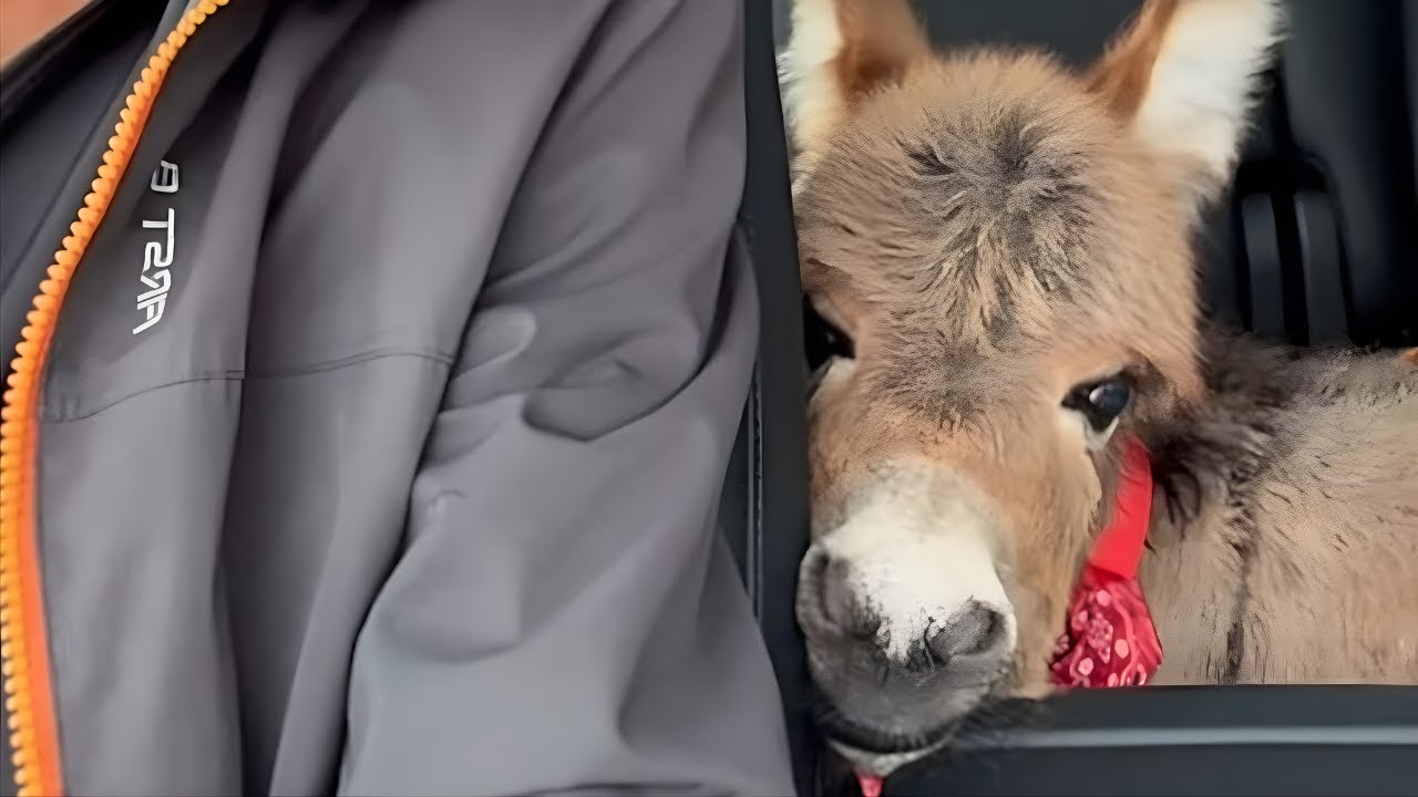 Geretteter Esel verliebt sich in seine Familie und folgt ihr überall hin