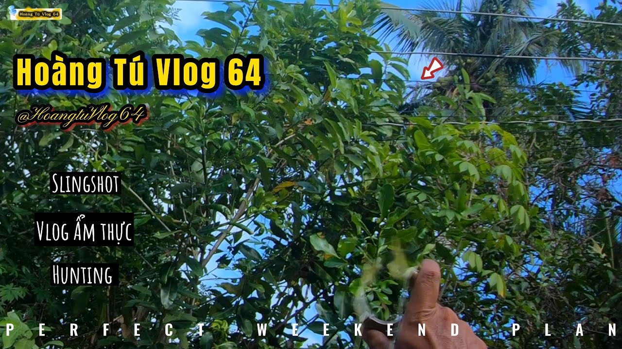 Dùng Ná Cao Su Đi Săn Cu Cườm Về Làm Món Chim Nấu Sa Tế Cay || Hoàng Tú Vlog 64 ||