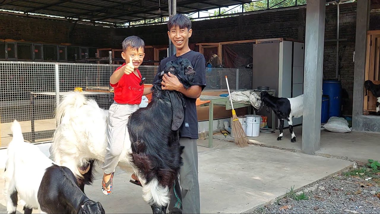 Naik Kambing Lucu