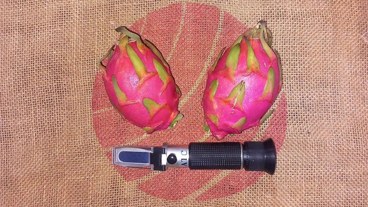 تقييم صنف هاروبا Harpua #dragonfruit #pitahaya #tropicalfruit #pitaya #rarefruits#howtogrow #fruit f