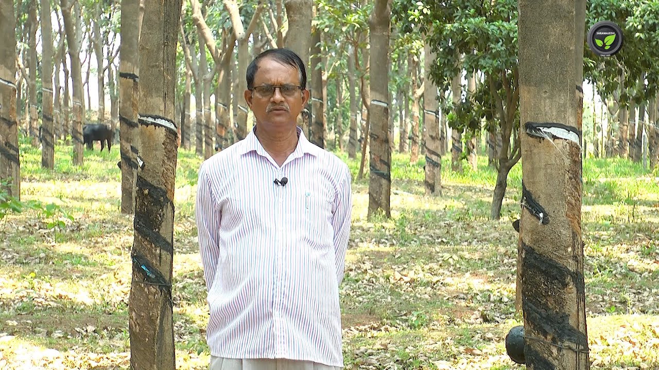 ಬರಡು ನೆಲದಲ್ಲಿ ಬೆಳೆದುನಿಂತ ರಬ್ಬರ್ ತೋಟ | Rubber