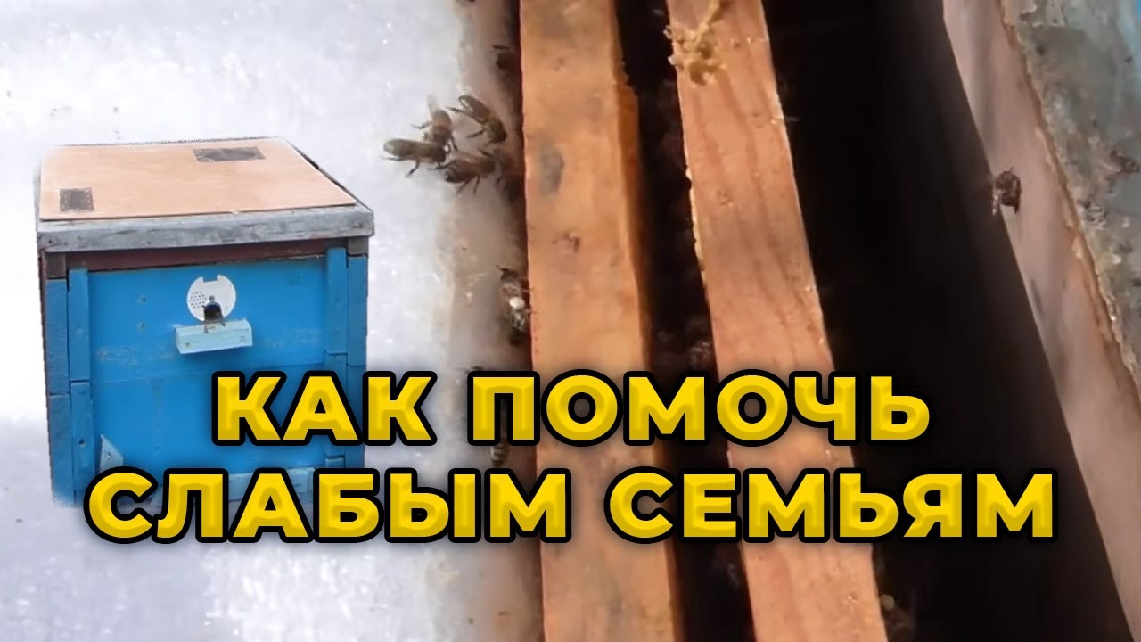 Спасаем слабые семьи. Как помочь слабым семейкам.