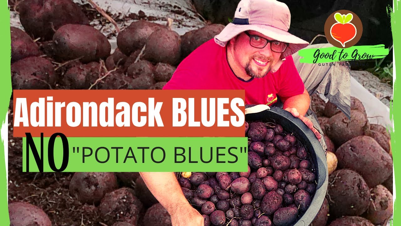 Adirondack Blue Potato Harvest 2021 | Blue Potato Anthocyanins | Fall Garden Harvest Guten Yardening
