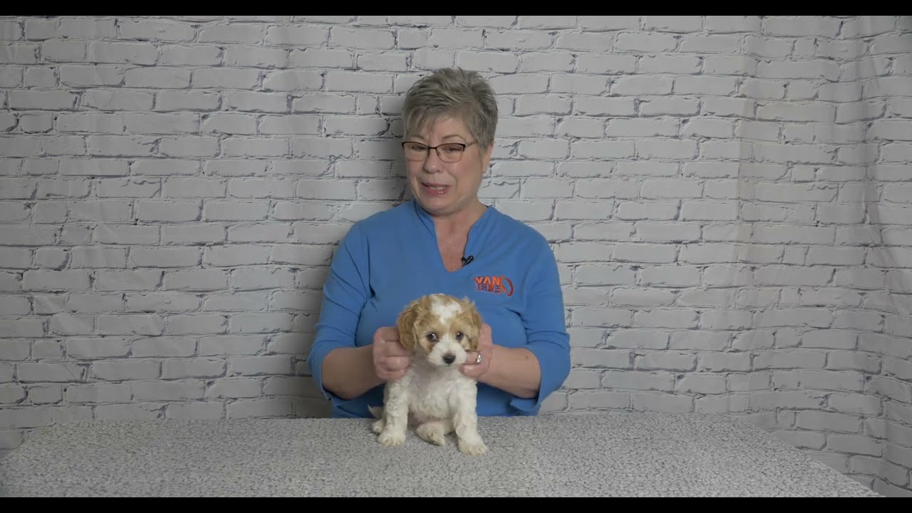 Mini labradoodles pick their families