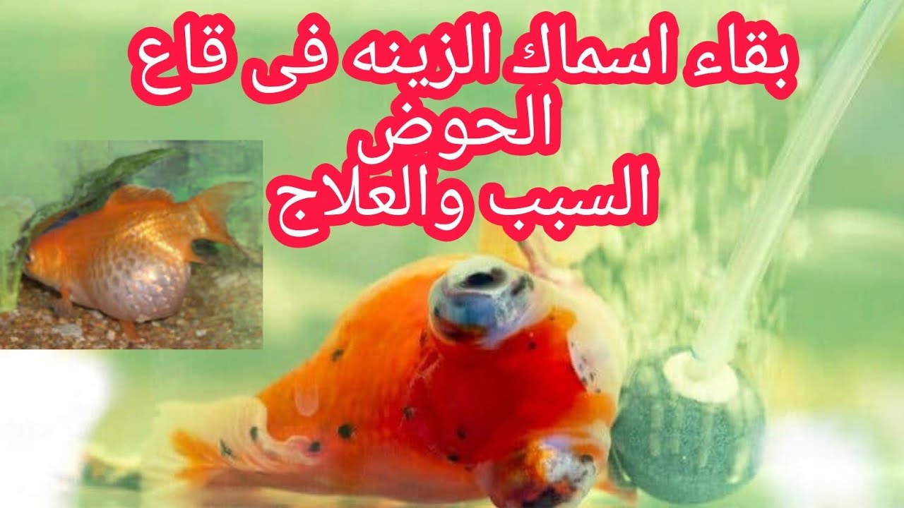 اسباب بقاء اسماك الزينه في قاع الحوض السبب وطرق العلاج  السمك؟ الجزء الاول