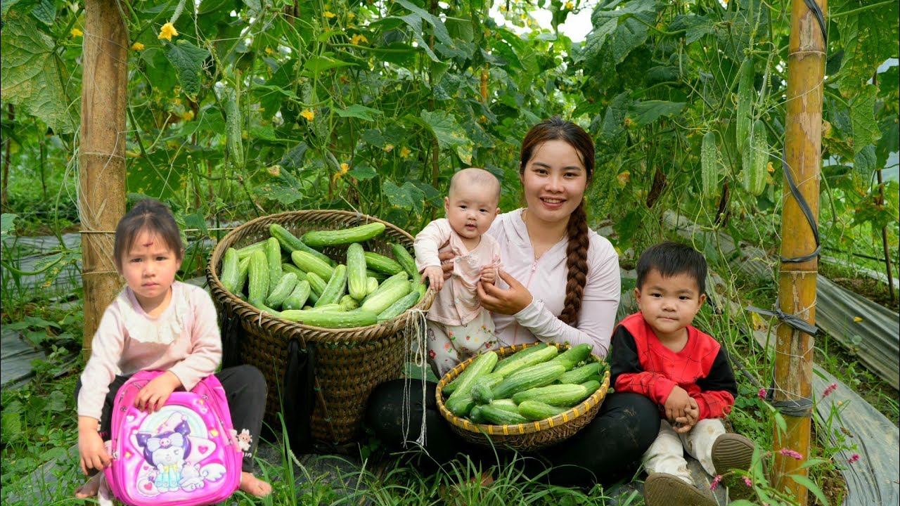 Harvesting the giant melon garden and taking it to the market to sell - taking care of the piglets