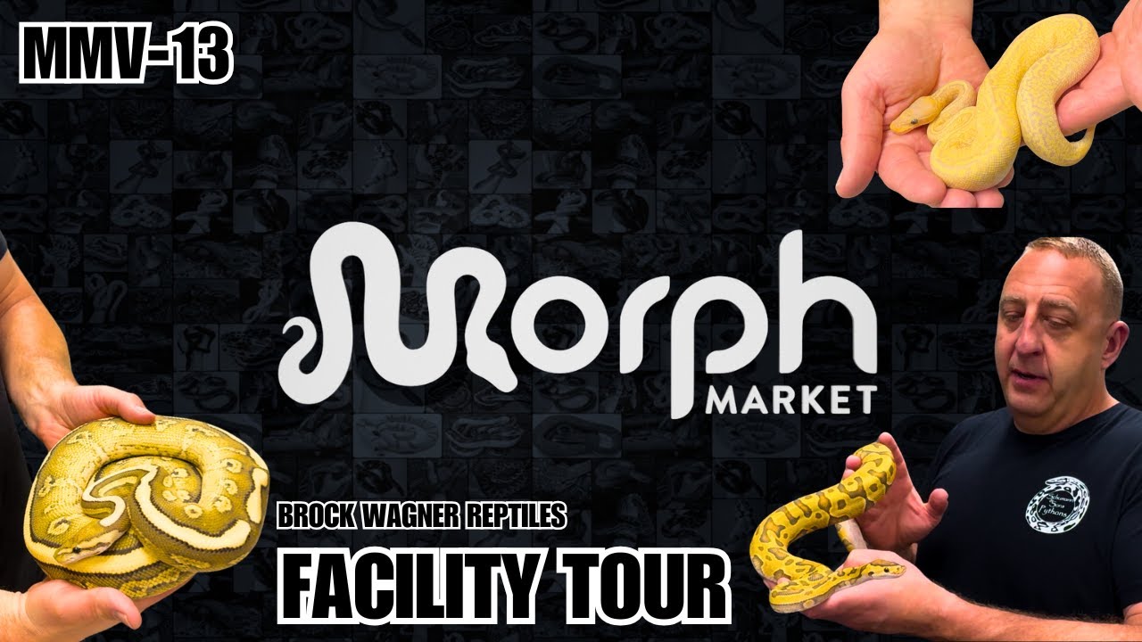 Private Tour Of Brock Wagner Reptile's Ball Python Breeding Facility