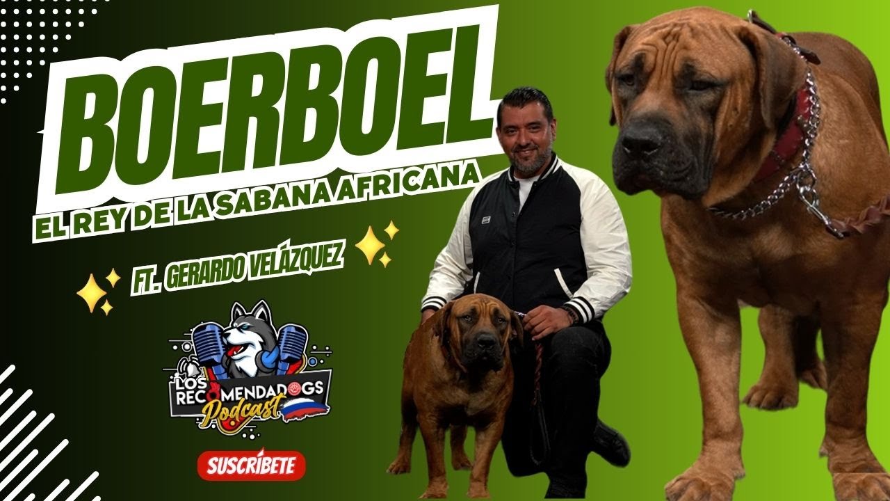 Boerboel: El Rey de la sabana africana, capaz de combatir con leones  Los RecomendaDogs I Ep 27