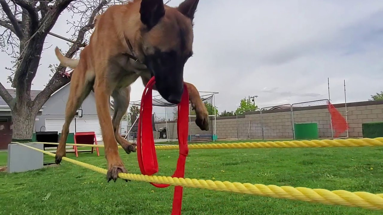 60 DOG TRICKS with Monkey