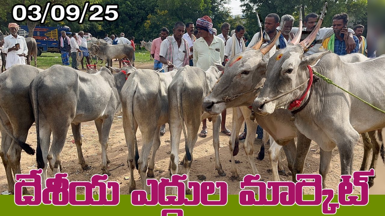 Cow & bull market punganuru 🔥
