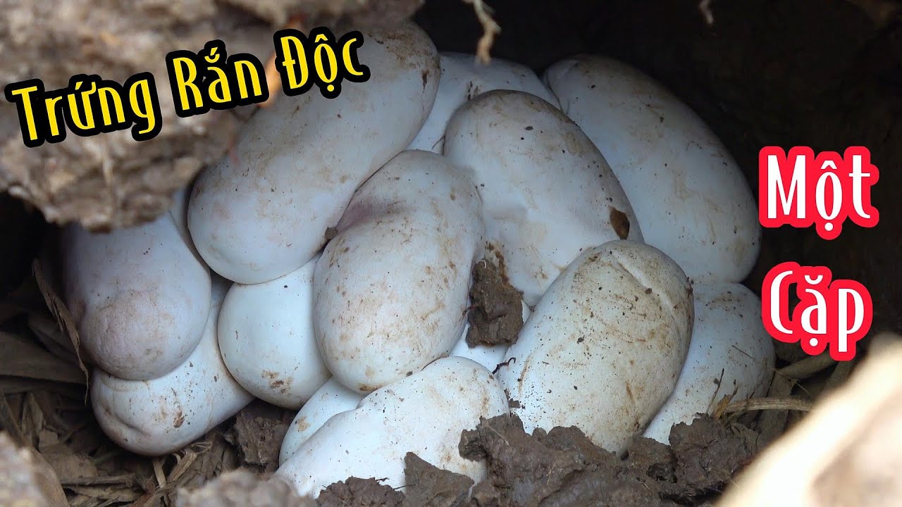 Cặp Rắn Độc Đang Ấp trứng | Mười Thương SB
