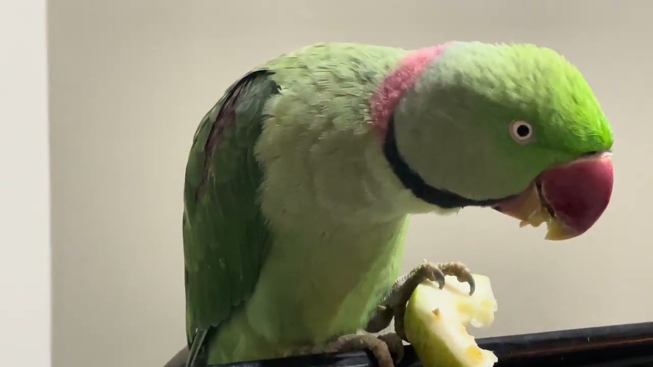 #talkingparrot#parrottalk#parrotspeaking#talkingbird#funnyparrot#parrotlife#parrotlover