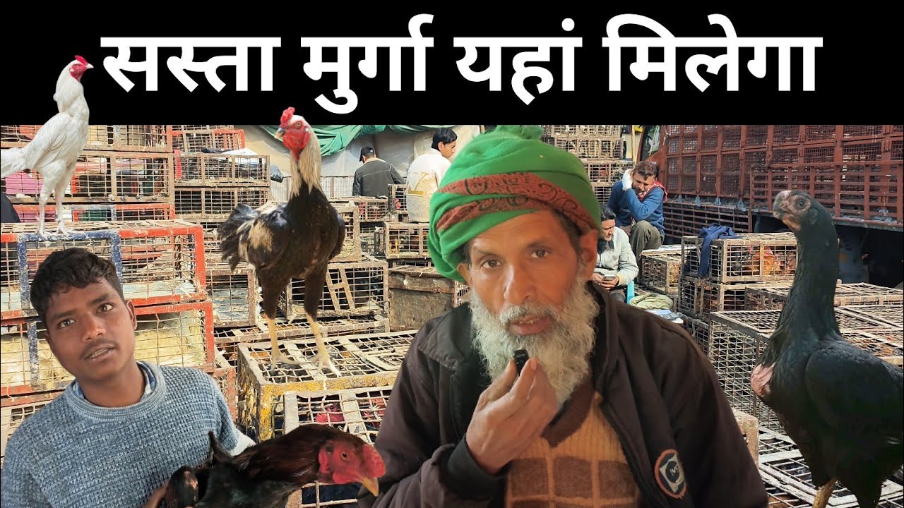 गाज़ीपुर मुर्गा मंडी आज का रेट ? Wholesale chicken market in delhi