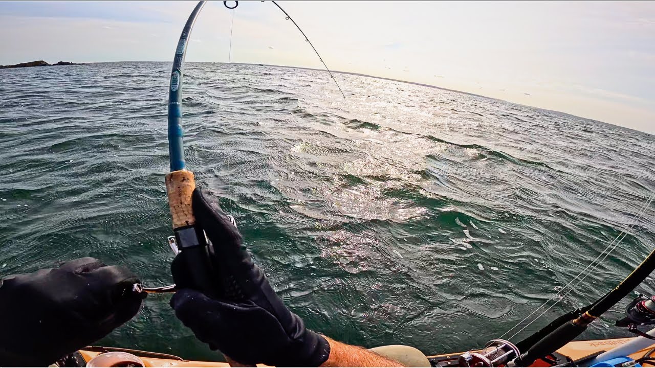 Черная рыба в ветреный день в западной части пролива Лонг-Айленд!